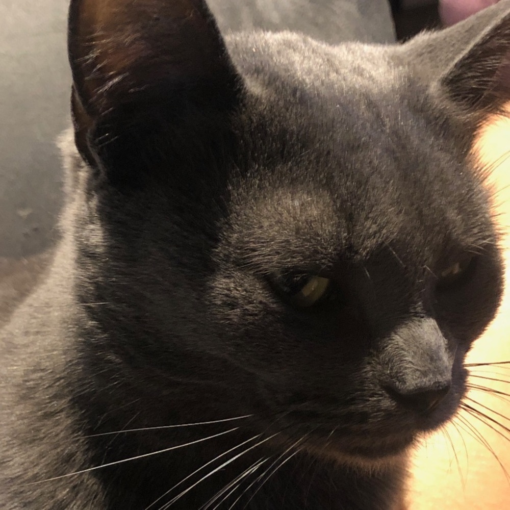 Meet your Posher, Carina